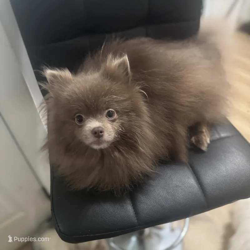 AKC includes INSURANCE Lavender Assistance Animal Candidate – Pomeranian puppy for sale in Columbus, OH