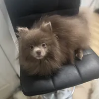 AKC includes INSURANCE Lavender Assistance Animal Candidate, a male Pomeranian for sale in Columbus, OH – 1 of 7