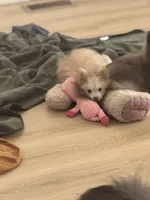 AKC Born ECLIPSE Includes INSURANCE Tan Fawn White Parti Fox Face Pom, a female Pomeranian for sale in Columbus, OH – 1 of 8