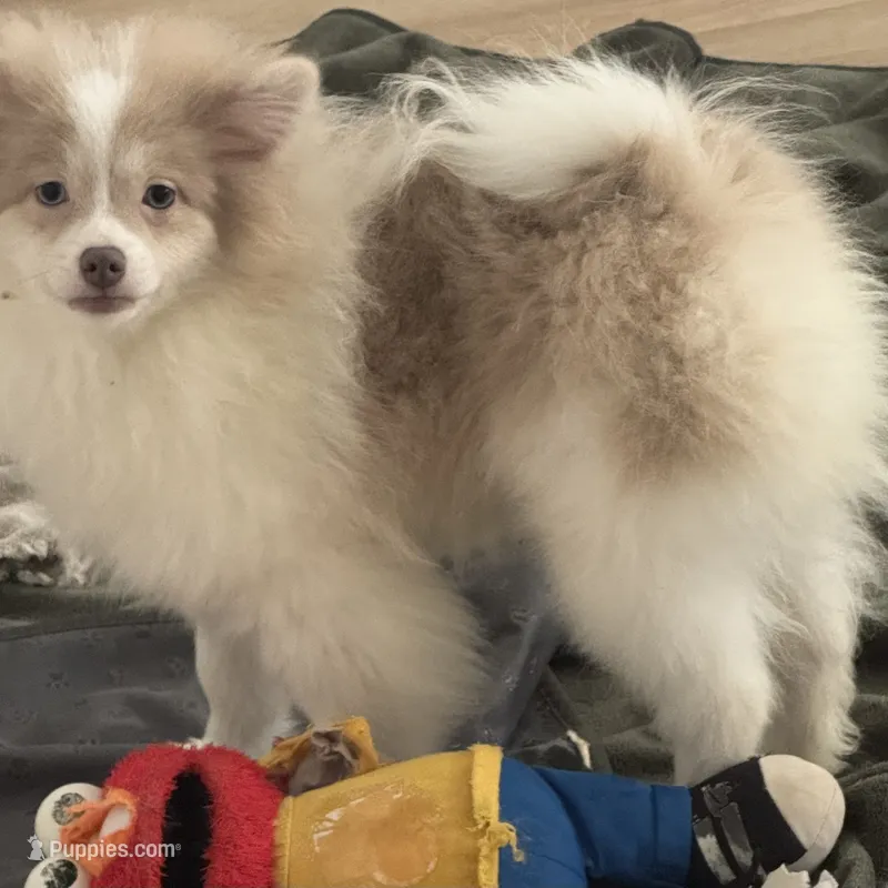 AKC  Includes INSURANCE Lavender Merle Blue Green Eyes – Pomeranian puppy for sale in Columbus, OH
