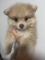 Born on ECLIPSE AKC Tan Fawn White Parti Fox Face Pom, a female Pomeranian for sale in Columbus, OH – Photo 10 of 10