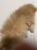 Born on ECLIPSE AKC Tan Fawn White Parti Fox Face Pom, a female Pomeranian for sale in Columbus, OH – Photo 6 of 10