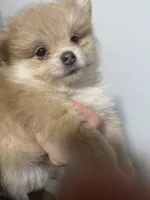 Born on ECLIPSE AKC Tan Fawn White Parti Fox Face Pom, a female Pomeranian for sale in Columbus, OH – Photo 4 of 10