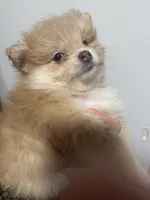 Born on ECLIPSE AKC Tan Fawn White Parti Fox Face Pom, a female Pomeranian for sale in Columbus, OH – Photo 5 of 10