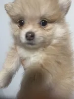 Born on ECLIPSE AKC Tan Fawn White Parti Fox Face Pom, a female Pomeranian for sale in Columbus, OH – Photo 9 of 10