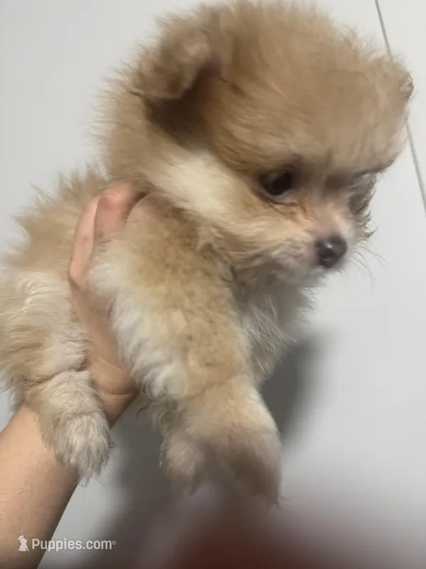 Born on ECLIPSE AKC Tan Fawn White Parti Fox Face Pom – Pomeranian puppy for sale in Columbus, OH