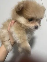 Born on ECLIPSE AKC Tan Fawn White Parti Fox Face Pom, a female Pomeranian for sale in Columbus, OH – Photo 1 of 10