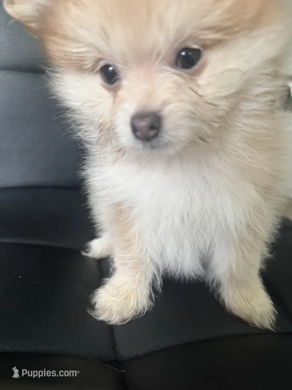 AKC Born ECLIPSE Includes INSURANCE Tan Fawn White Parti Fox Face Pom – Pomeranian puppy for sale in Columbus, OH