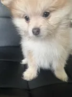 AKC Born ECLIPSE Includes INSURANCE Tan Fawn White Parti Fox Face Pom, a female Pomeranian for sale in Columbus, OH – 4 of 10