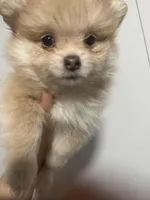 Born on ECLIPSE AKC Tan Fawn White Parti Fox Face Pom, a female Pomeranian for sale in Columbus, OH – Photo 7 of 10