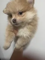 Born on ECLIPSE AKC Tan Fawn White Parti Fox Face Pom, a female Pomeranian for sale in Columbus, OH – Photo 2 of 10