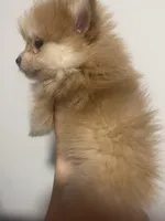 Born on ECLIPSE AKC Tan Fawn White Parti Fox Face Pom, a female Pomeranian for sale in Columbus, OH – Photo 3 of 10