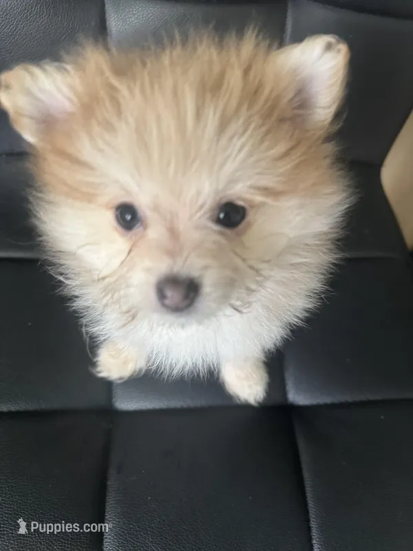 Born on ECLIPSE AKC Tan Fawn White Parti Fox Face Pom – Pomeranian puppy for sale in Columbus, OH