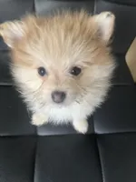 AKC Born ECLIPSE Includes INSURANCE Tan Fawn White Parti Fox Face Pom, a female Pomeranian for sale in Columbus, OH – 3 of 10