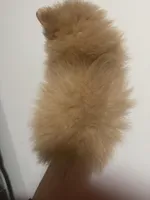 Born on ECLIPSE AKC Tan Fawn White Parti Fox Face Pom, a female Pomeranian for sale in Columbus, OH – Photo 8 of 10