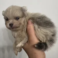 AKC RAREST Lavender BRINDLE Silver Merle DNA Tested includes INSURANCE, a female Pomeranian for sale in Columbus, OH – 5 of 10