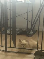 Fixed MaltiPom Sweet CANNOT Be Alone Must Have Dog Friends, a female Pomeranian and Maltipom for sale in Columbus, OH – 6 of 7
