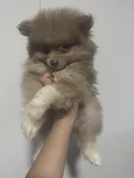 AKC RARE Lavender Parti Gray Teal GEM Pattern Eyes Includes INSURANCE, a male Pomeranian for sale in Columbus, OH – 4 of 10