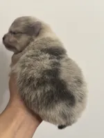 AKC RAREST Lavender BRINDLE Merle Gray Blu Gem Eyes includes INSURANCE, a female Pomeranian for sale in Columbus, OH – 5 of 10