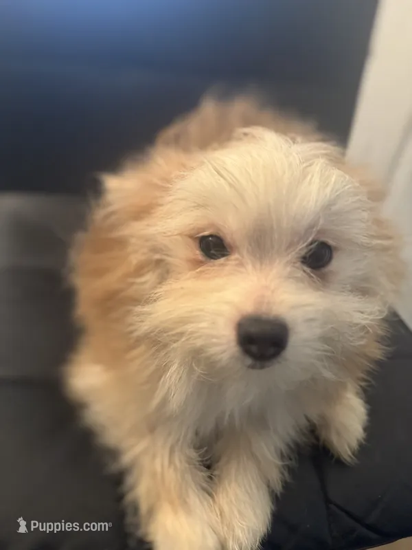 AKC DNA Tested 100% Pom Includes INSURANCE Fawn Sweet – Pomeranian puppy for sale in Columbus, OH