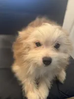 AKC DNA Tested 100% Pom Includes INSURANCE Fawn Lap Dog, a female Pomeranian for sale in Columbus, OH – 5 of 10