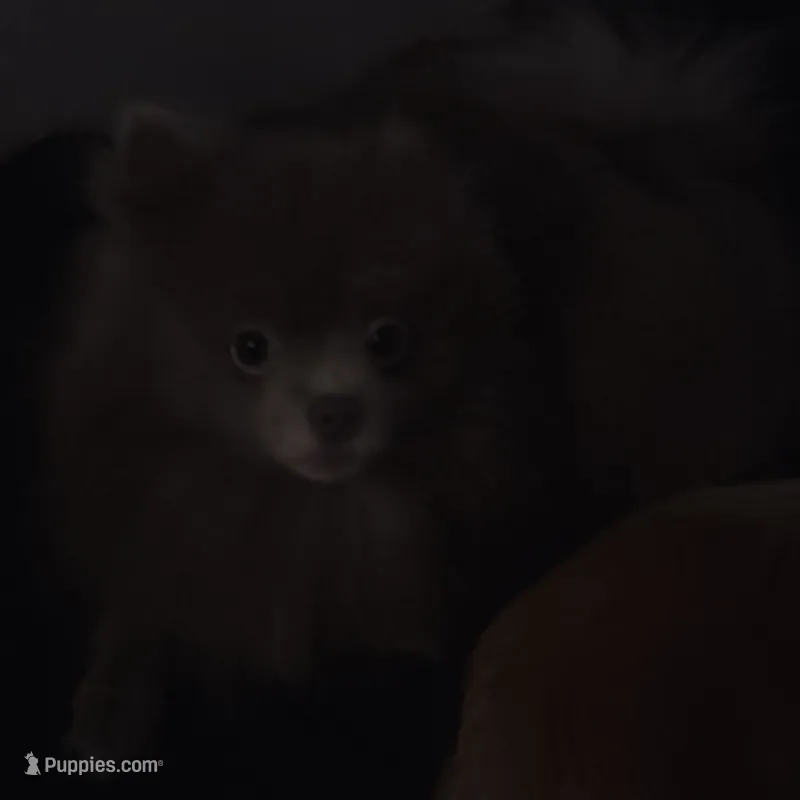 AKC Lavender Chocolate Avoids Strangers Assistance Candidate – Pomeranian puppy for sale in Columbus, OH