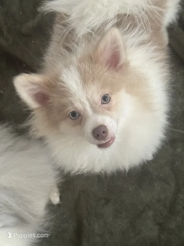 AKC  Includes INSURANCE Lavender Merle Blue Green Eyes – Pomeranian puppy for sale in Columbus, OH