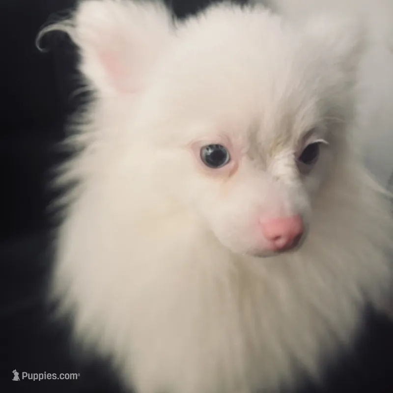 Rescue Deaf Merle Pair of Two Light Blue Gray Eyes  – Pomeranian puppy for sale in Columbus, OH
