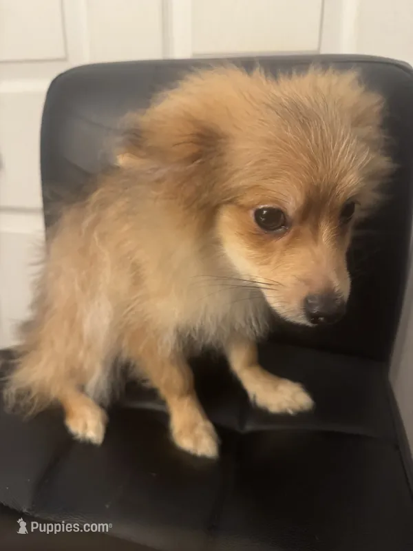 AKC Born ECLIPSE includes INSURANCE Sable Sweet Playful Well Handled – Pomeranian puppy for sale in Columbus, OH