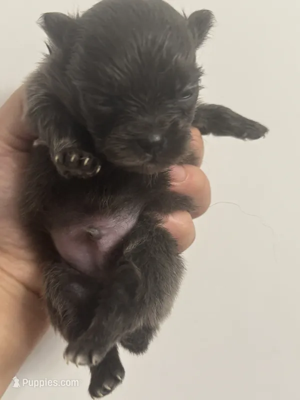 AKC RARE Blue Lavender Chocolate includes INSURANCE DNA Tested – Pomeranian puppy for sale in Columbus, OH