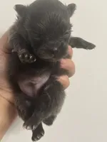 AKC RARE Blue Lavender Chocolate includes INSURANCE DNA Tested, a male Pomeranian for sale in Columbus, OH – 1 of 4