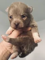 AKC RARE Lavender Parti VIOLET TEAL Gray Hazel Eyes Includes INSURANCE, a male Pomeranian for sale in Columbus, OH – 2 of 8