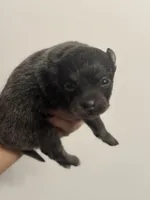 RARE Blue Lavender AKC includes INSURANCE DNA Tested Lines Purebred, a female Pomeranian for sale in Columbus, OH – 2 of 8
