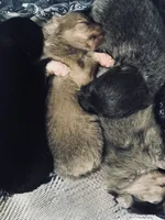 AKC RARE Lavender Parti VIOLET TEAL Gray Hazel Eyes Includes INSURANCE, a male Pomeranian for sale in Columbus, OH – 6 of 8
