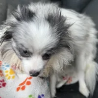 Fixed BUBBLY Blue Merle Parti Playful Sweet happy go lucky, a female Pomeranian for sale in Columbus, OH – 4 of 10