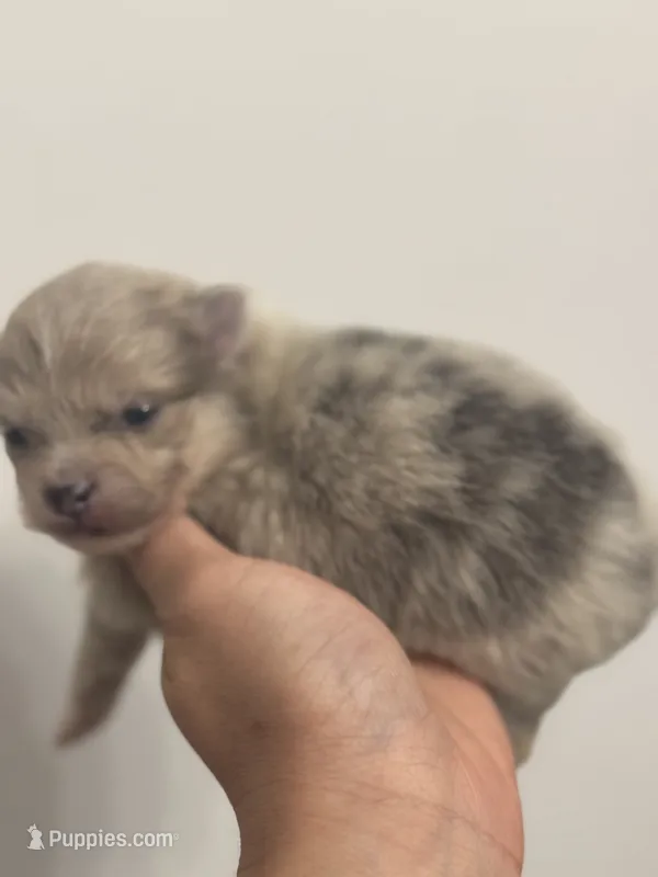 AKC RAREST Lavender BRINDLE SILVER Merle Gem Eyes includes INSURANCE – Pomeranian puppy for sale in Columbus, OH