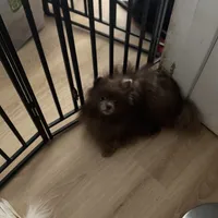 AKC includes INSURANCE Lavender Chocolate Pom Gentle, a male Pomeranian for sale in Columbus, OH – 8 of 10
