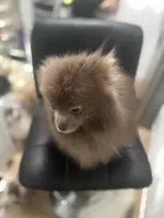 AKC includes INSURANCE Lavender Chocolate Pom Gentle, a male Pomeranian for sale in Columbus, OH – 6 of 10