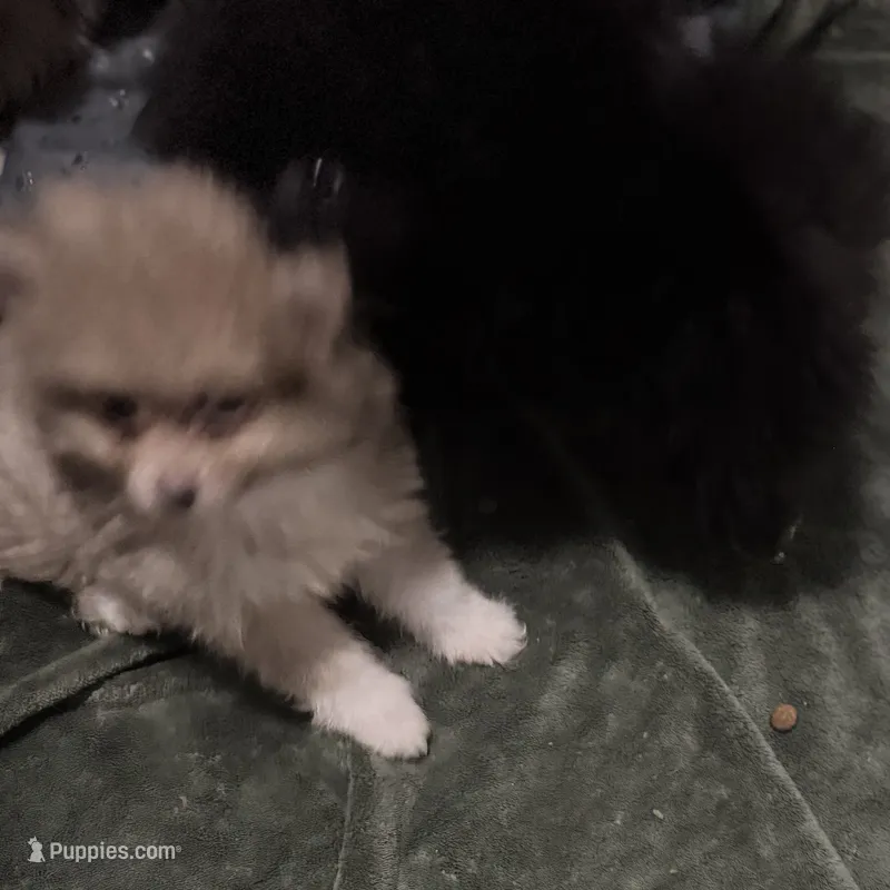 AKC RARE Lavender Parti Gray Teal GEM Pattern Eyes Includes INSURANCE – Pomeranian puppy for sale in Columbus, OH
