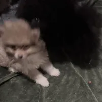 AKC RARE Lavender Parti Gray Teal GEM Pattern Eyes Includes INSURANCE, a male Pomeranian for sale in Columbus, OH – 2 of 10
