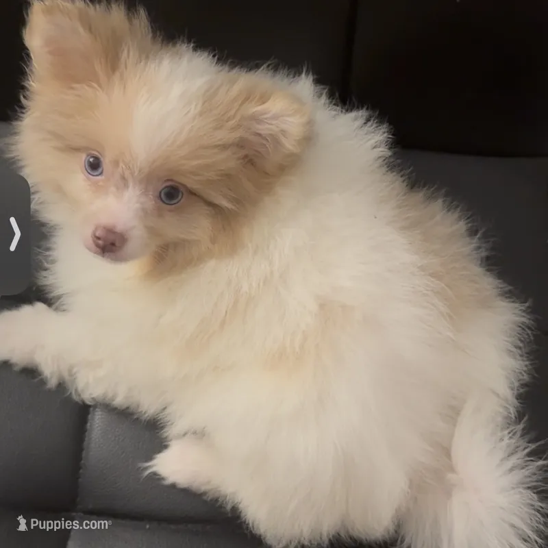 AKC includes INSURANCE Born on ECLIPSE Babydoll Face Merle – Pomeranian puppy for sale in Columbus, OH