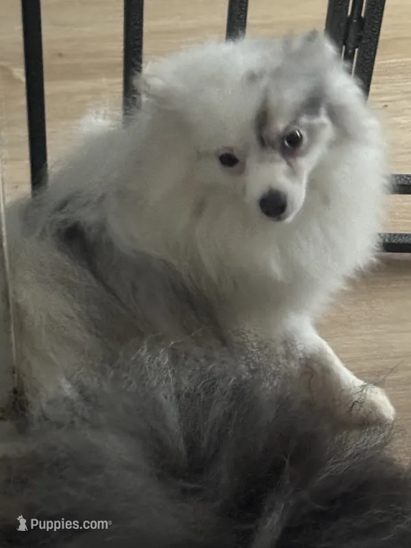 Rescue Deaf Merle Pair of Two Light Blue Gray Eyes  – Pomeranian puppy for sale in Columbus, OH