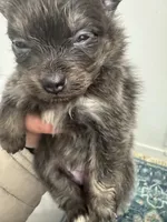 AKC RARE Blue Lavender Chocolate includes INSURANCE DNA Tested Pure, a female Pomeranian for sale in Columbus, OH – 2 of 8