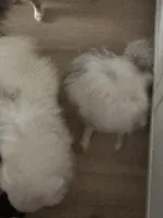 Rescue Deaf Merle Pair of Two, a male Pomeranian for sale in Columbus, OH – Photo 3 of 5