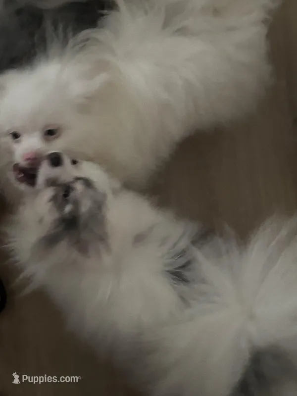 Rescue Deaf Merle Pair of Two, a male Pomeranian for sale in Columbus, OH – Photo 1 of 5