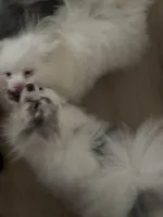 Rescue Deaf Merle Pair of Two, a male Pomeranian for sale in Columbus, OH – Photo 1 of 5