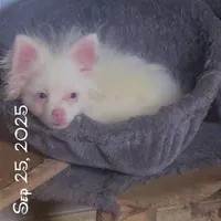 Rescue Deaf Merle Pair of Two, a male Pomeranian for sale in Columbus, OH – Photo 3 of 4