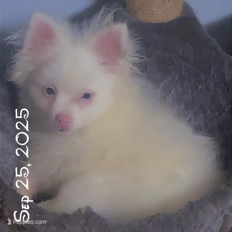 Rescue Deaf Merle Pair of Two