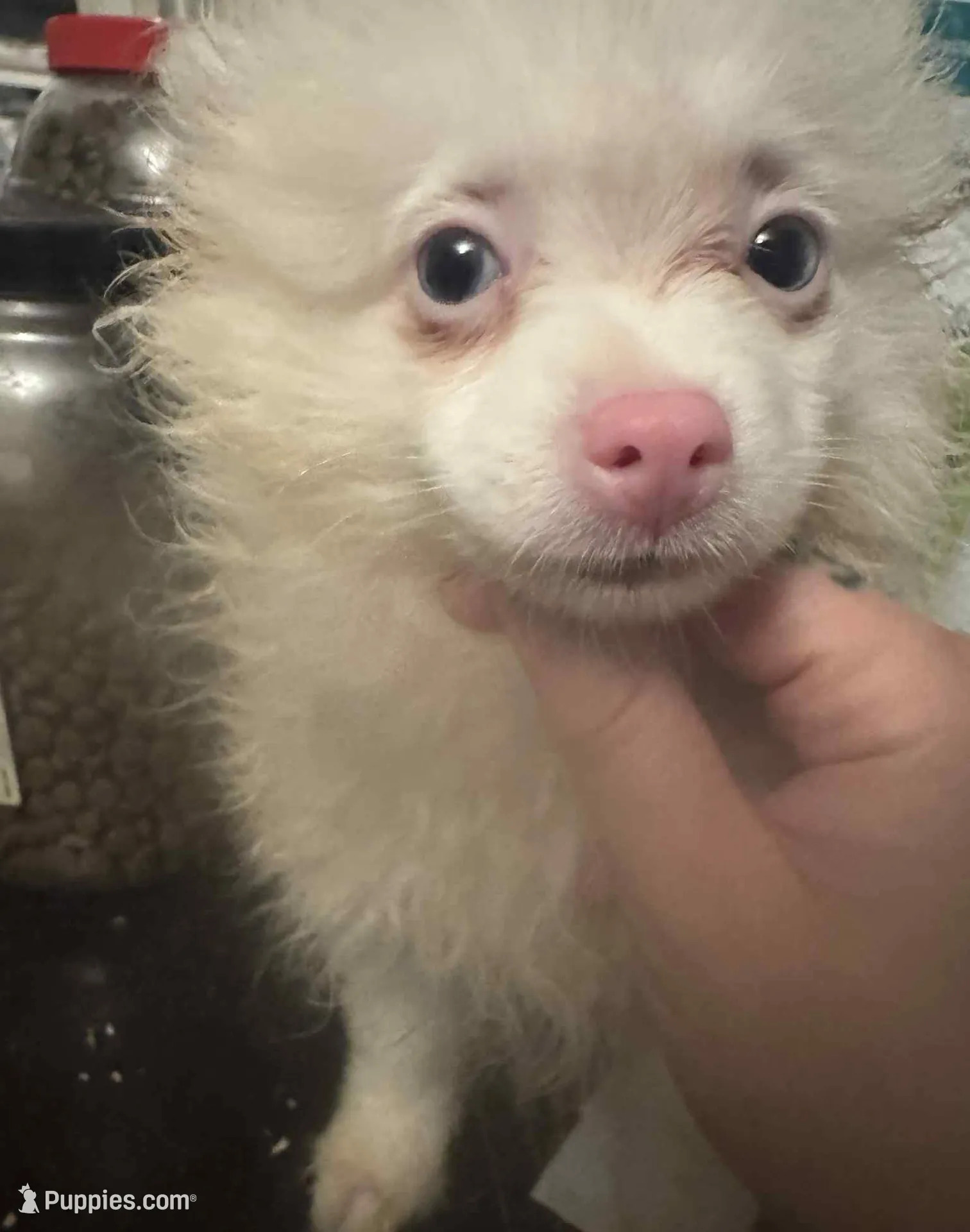 Rescue Deaf Merle Pair of Two, a male Pomeranian for sale in Columbus, OH – Photo 4 of 4