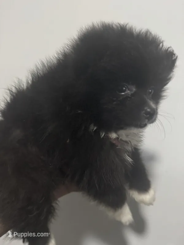 AKC XL Black Parti Tuxedo Mitten Toes Includes INSURANCE Throwback Pom – Pomeranian puppy for sale in Columbus, OH